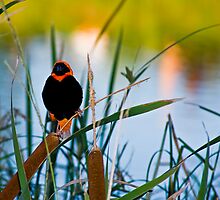 Southern Red Bishop at the Dam by RatManDude