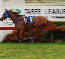 Riderless Horse by Graham Mewburn