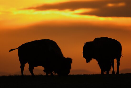Bison Sunset