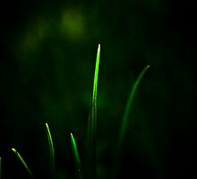 Blades of Grass by Svetlana Sewell