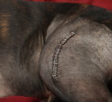 Gruesome Scar! by Misti Love