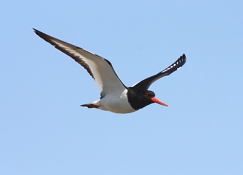 "Oystercatcher in flight " by Neil Ludford Redbubble