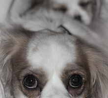 Siblings by Samantha Cole-Surjan