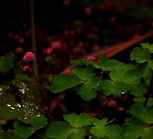 You are in the bud of a blossom by Wayne Cook