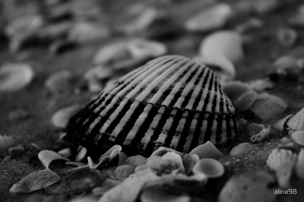 "Black and White Shell" by alina98 Redbubble