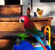 Parrot in Paridise by sdenis