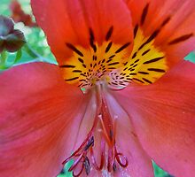 heart of a flower, 30 by Lenny La Rue, IPA