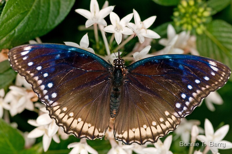 "Blue and Brown Butterfly" by Bonnie T. Barry Redbubble