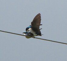 Mr. Tree Swallow is Wired for Love by Chuck Gardner
