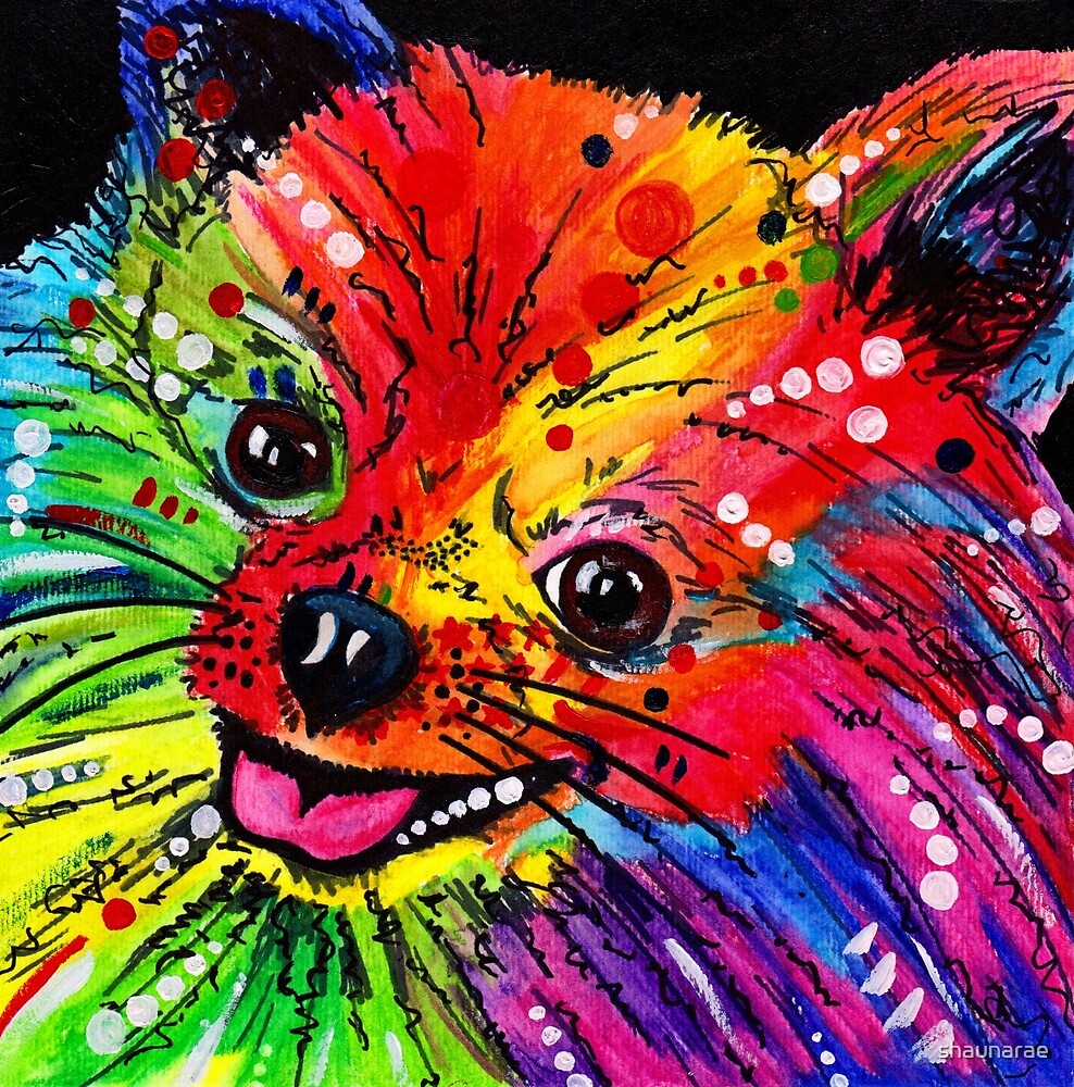 rainbow pomeranian quot rainbow pomeranian quot by shaunarae redbubble rainbow pomeranian quot rainbow pomeranian quot by shaunarae redbubble
