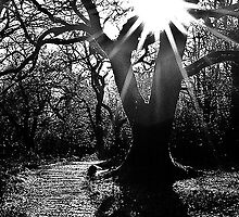 Blinding Light by AA Fer
