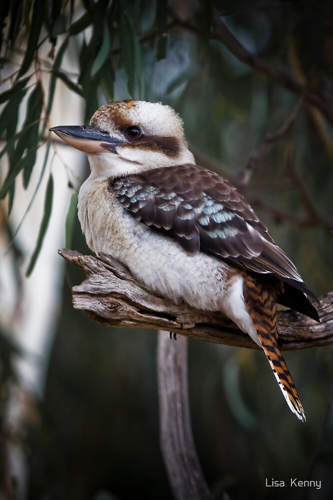 Kookaburra Sits In The Old Gum Tree By Lisa Kenny Redbubble