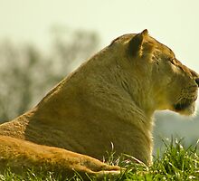 The Lioness...... by jdmphotography