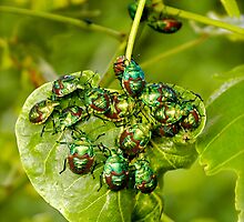 Beetle mania! by Paul Moore