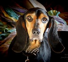 Being Alert by pmn-photography