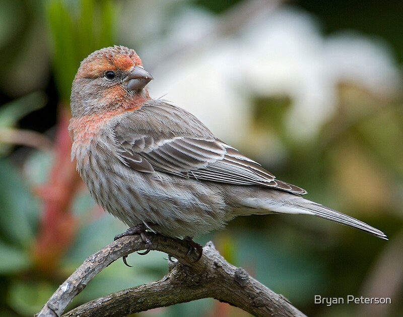 "Female Purple Finch" by Bryan Peterson | Redbubble