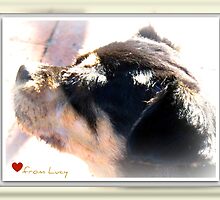 Love from Lucy by Terry Temple