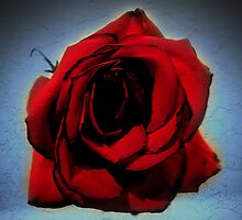 Nod to The Meditative Rose by serpentwhisper