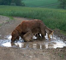 Slogging... by Ann Rodriquez
