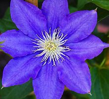 *H.F. YOUNG CLEMATIS* by Van Coleman