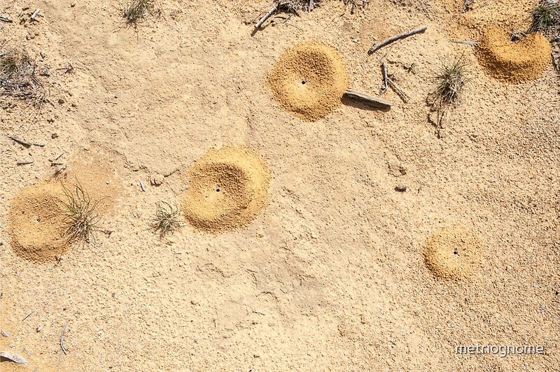 "Ant Holes" by metriognome Redbubble
