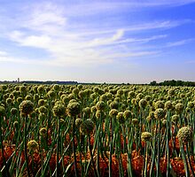 Onion Field by julesdavis