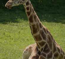 Join Me For A Spot Of Sunbathing? by Franco De Luca Calce