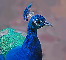 Beauty in colour by laureenr