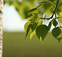 Under The Poplar Tree by Stephen Thomas