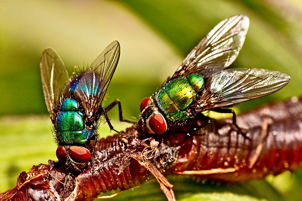 "BOTTLE FLIES" by Sandy Stewart Redbubble