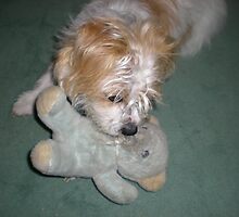 Now if I can just get its nose! Skye with teddy by Songwriter