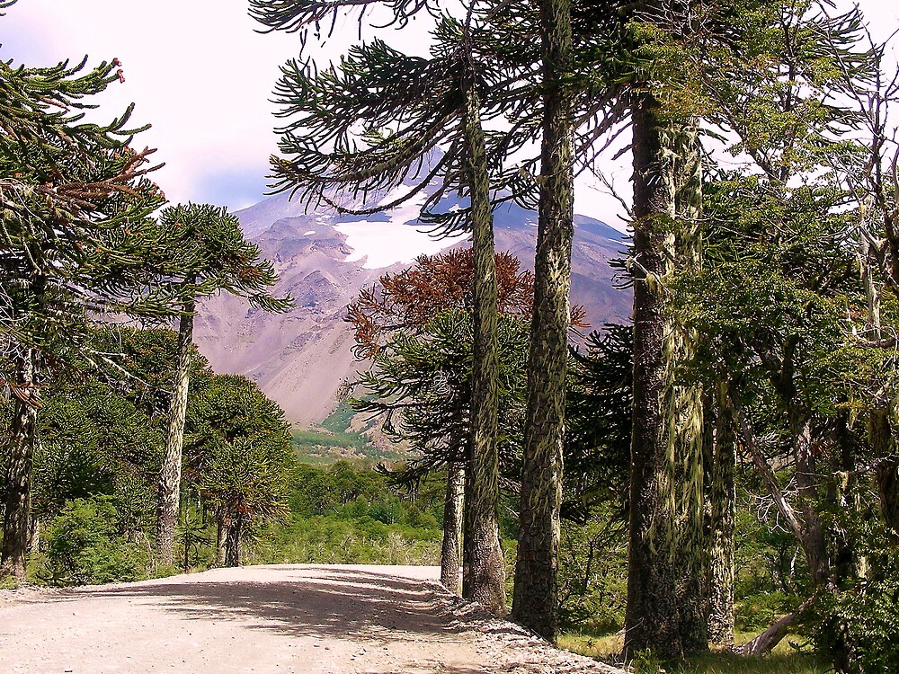 "Árboles Nativos y Volcán Lanin. Cordillera de los Andes- Chile" by