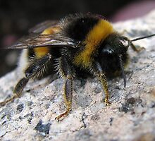 Bumble-bee relaxing on stone by Hans Bax