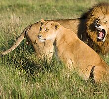 Masai Mara Lions, Kenya by Craig Scarr