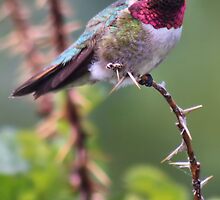 Sitting on top of the world.. by Jen Millard