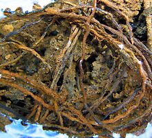 Rust eaten by Hans Bax