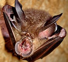 Wrinkle-lipped bat by John Spies
