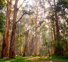 Light shining through the trees at Olinda Falls by Elana Bailey