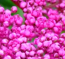 Slice of Pink Dots 1 by Little MissPip