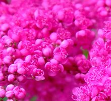Slice of Pink Dots 2 by Little MissPip