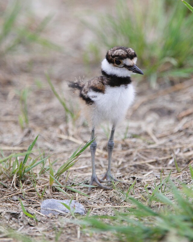 "Baby Killdeer" by Todd Weeks | Redbubble