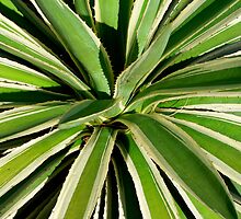 Center of the Aloe by Rosalie Scanlon