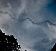 Wrinkle Lipped Bats of Mulu by Trishy