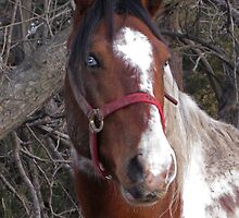 I'm Not Talking I,m Not Mr. Ed by Linda Miller Gesualdo