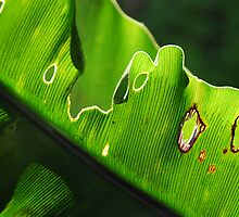 Holes by Catherine Davis
