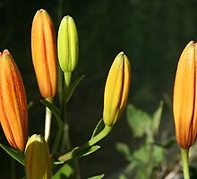 Orange Tiger Lily Buds by Stephen Thomas