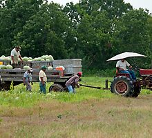 Harvesting Watermelons by Bonnie T. Barry