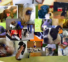Special Dogs Collage by Songwriter