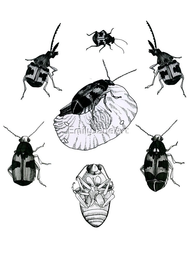 Callosobruchus Maculatus Life Cycle Ubicaciondepersonas Cdmx Gob Mx