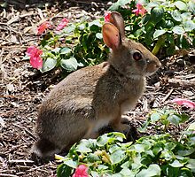 'Evil Wabbit' by Scott Bricker